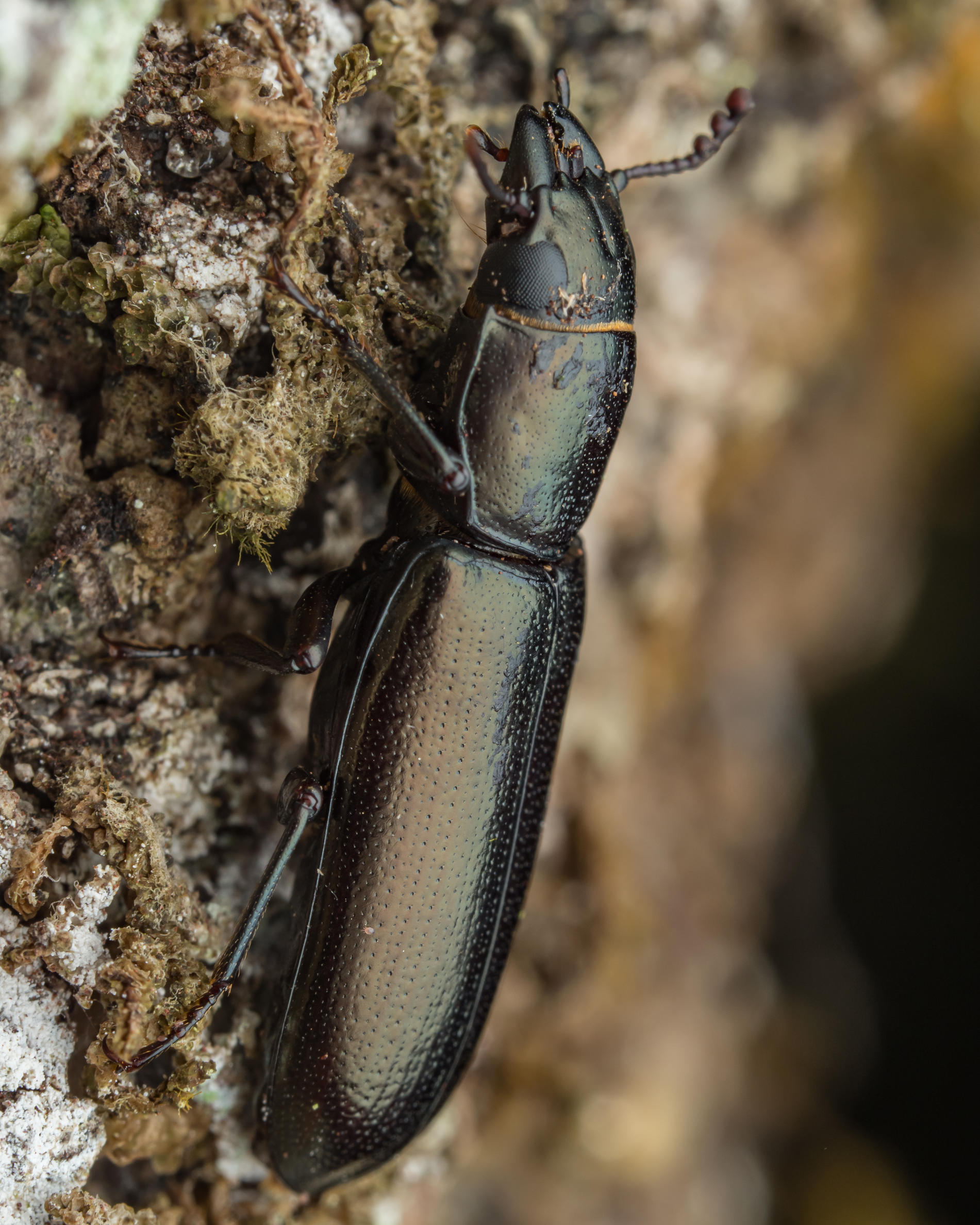 Trogossita galapagoensis Los Gemelos, Santa Cruz Island. Photo: Jeremy Squire, CDF, 2024.